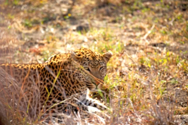 I Sydafrika kruger nationalpark vilda leopard — Stockfoto