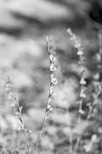 Белый цветок на траве и абстрактный фон — стоковое фото