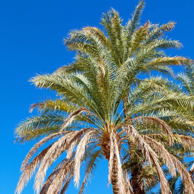 Umman palmiye ve berrak gökyüzü