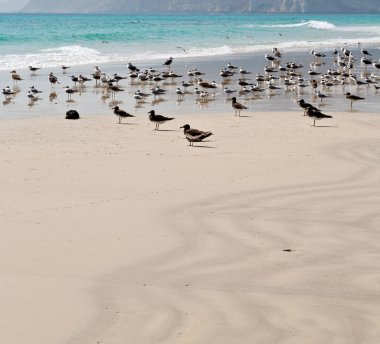 Salalah tam dağ ve deniz martı Umman Sahili  