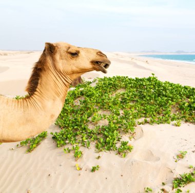 Umman boş çeyreğinde çöl ücretsiz dromedary denize yakın