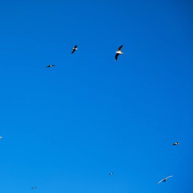 ve grup Umman gökyüzü kuşların ücretsiz 