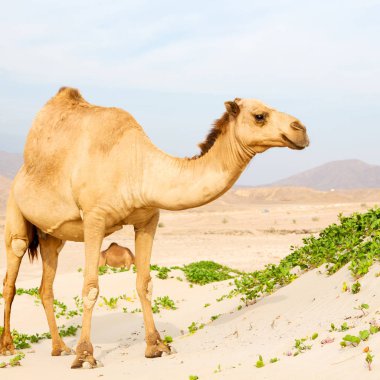 Umman boş çeyreğinde çöl ücretsiz dromedary denize yakın