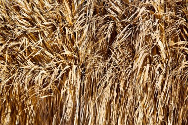 bir bambu duvar arka plan Umman soyut dokusuna