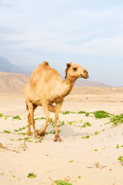 Umman boş çeyreğinde çöl ücretsiz dromedary denize yakın
