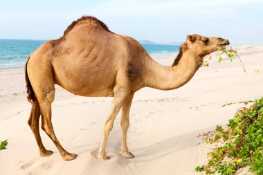 Umman boş çeyreğinde çöl ücretsiz dromedary denize yakın