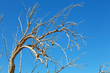 Umman eski ölü ağaç  