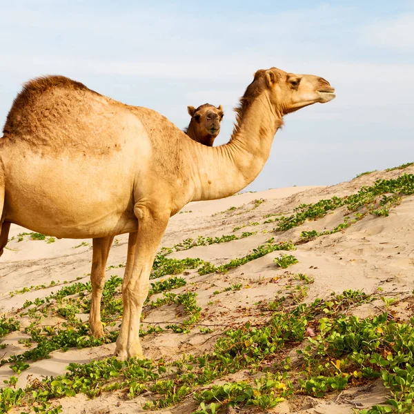 In oman empty quarter of desert a free dromedary near the  sea — Stock Photo, Image