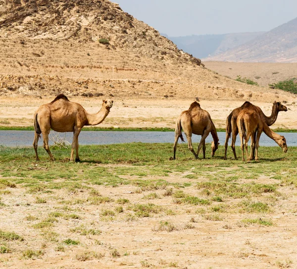 Oman Quartiere Vuoto Del Deserto Dromedario Libero Vicino Mare — Foto Stock