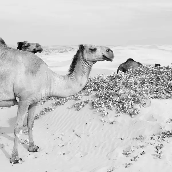 En Oman vacío cuarto de desierto un dromedario libre cerca del mar —  Fotos de Stock