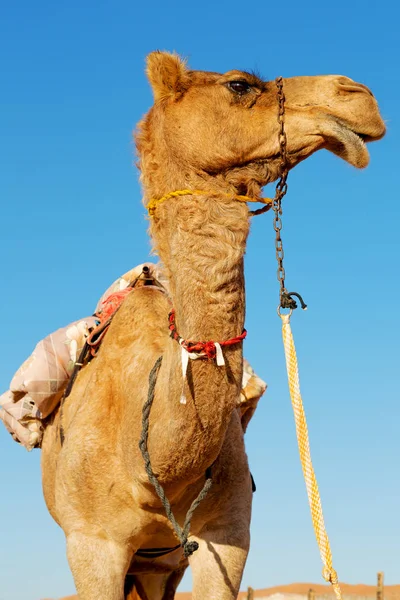 En Oman un dromedario libre —  Fotos de Stock
