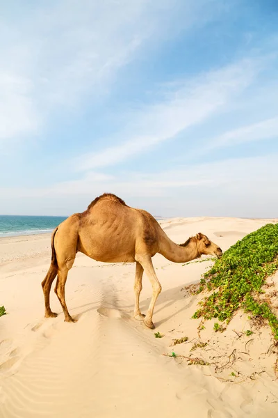 W oman puste kwartały pustyni wolna dromader blisko morza — Zdjęcie stockowe