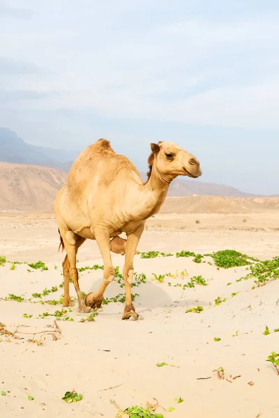 Em oman vazio quarto de deserto um dromedário livre perto do mar — Fotografia de Stock