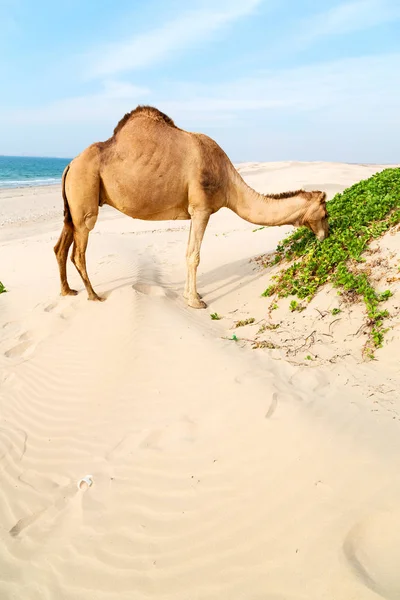 Dans oman quartier vide du désert un dromadaire libre près de la mer — Photo