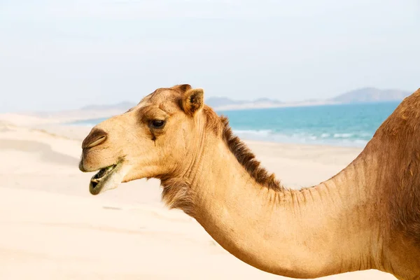 In oman quartiere vuoto del deserto un dromedario libero vicino al mare — Foto Stock