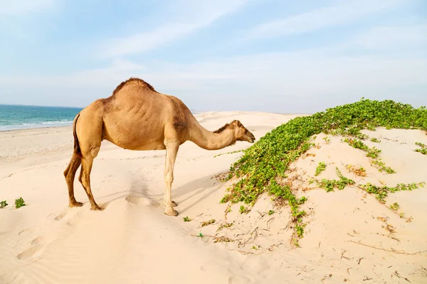 In oman empty quarter of desert a free dromedary near the  sea — Stock Photo, Image