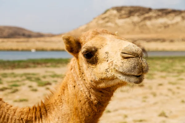 Em oman camelo vazio quarto de deserto um dromedário livre perto do — Fotografia de Stock