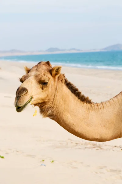 In oman lege kwartaal van woestijn een gratis dromedaris in de buurt van de zee — Stockfoto