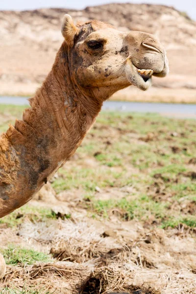 在阿曼骆驼空季沙漠附近免费骆驼 — 图库照片