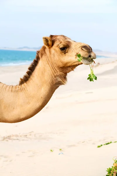 En Oman vacío cuarto de desierto un dromedario libre cerca del mar — Foto de Stock