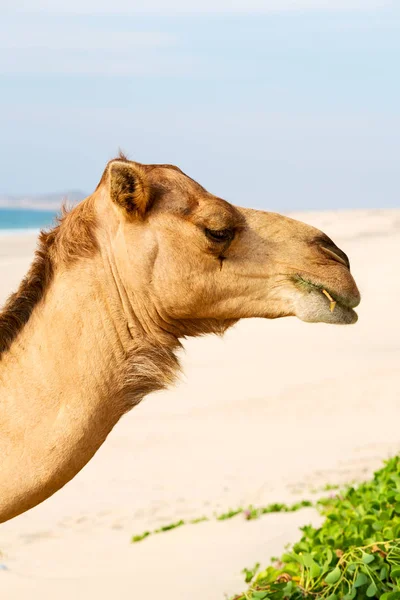 En Oman vacío cuarto de desierto un dromedario libre cerca del mar — Foto de Stock