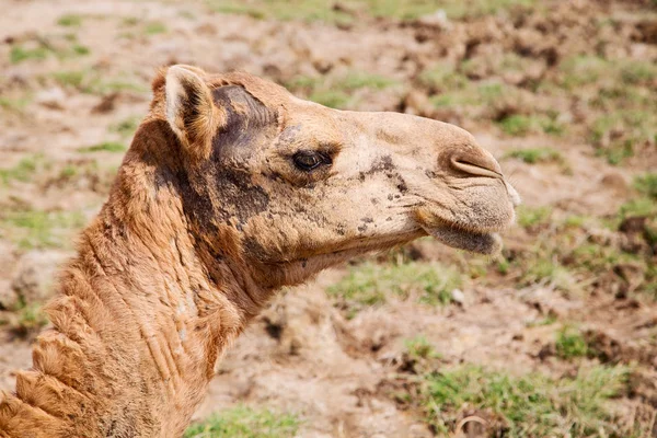Camello vacío cuarto de desierto un dromedario libre cerca de la —  Fotos de Stock