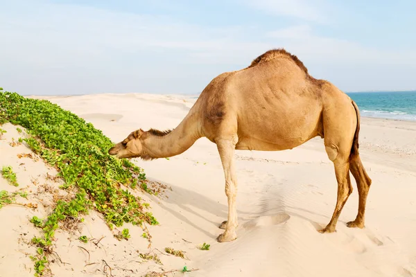 En Oman vacío cuarto de desierto un dromedario libre cerca del mar — Foto de Stock