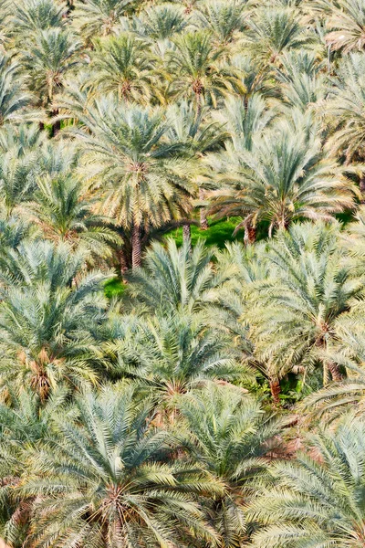 Umman Bahçe ve yüksek palmiye meyve tarımı — Stok fotoğraf