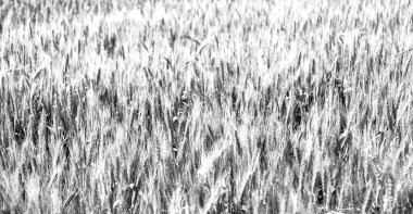 İran'da çiftlik ekili