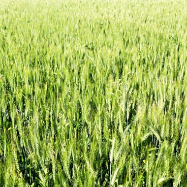 İran'da çiftlik ekili