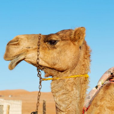 Umman boş dörtte çöl gökyüzüne yakın bir ücretsiz dromedary içinde