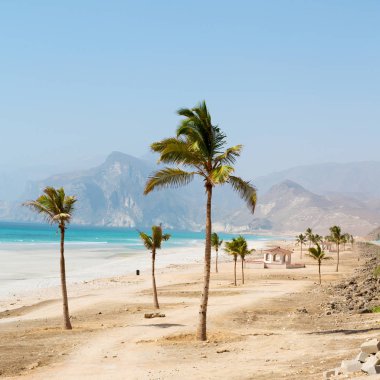 kumlu plaj gökyüzü palmiye ve Umman Arap Denizi'nde tepe dağ 
