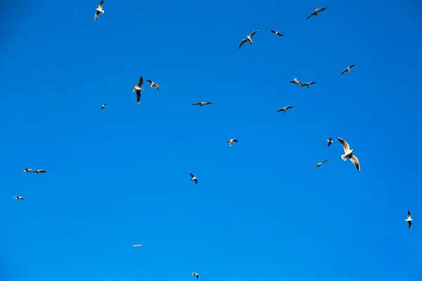 In oman de hemel van vogels — Stockfoto