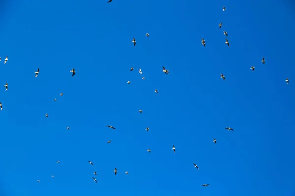 In oman de hemel van vogels — Stockfoto