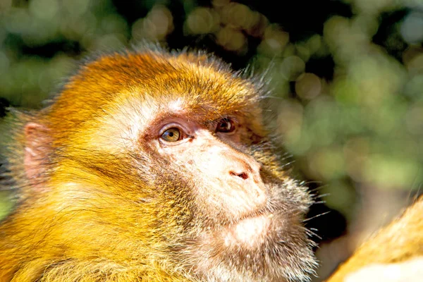 Bush aap in Afrika Marokko en natuurlijke achtergrond fauna sluiten — Stockfoto