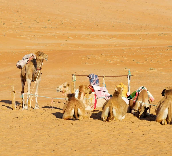 V Ománu vyprahlá pustina pouště zdarma připletl blízko nebe — Stock fotografie
