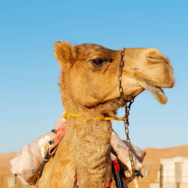 В Оман порожня чверть пустелі безкоштовний драматичний поблизу неба — стокове фото
