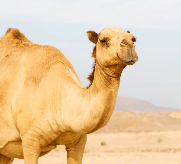 Em oman vazio quarto de deserto um dromedário livre perto do mar — Fotografia de Stock