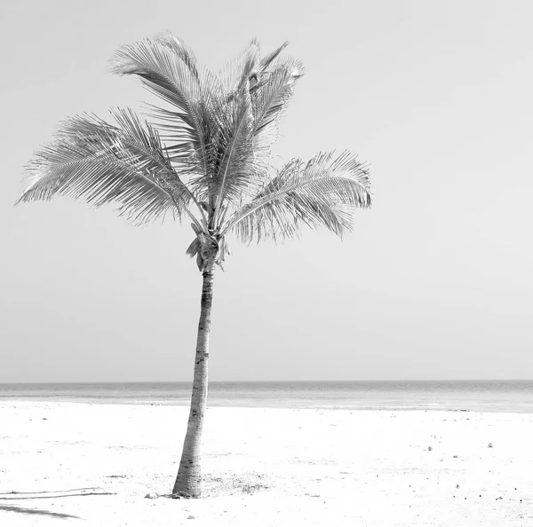 En oman palma marina árabe la colina cerca de la playa de arena cielo y moun —  Fotos de Stock