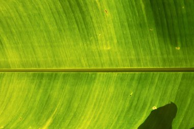  Tayland ışık yeşil arka plan siyah kho defne damarlar