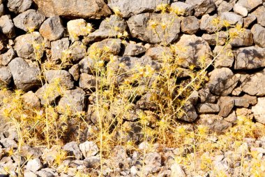 Türkiye ve kırık adım bush çiçek
