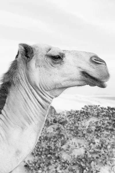 V Ománu vyprahlá pustina pouště zdarma připletl u moře — Stock fotografie