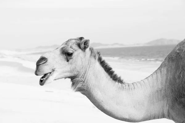 Em oman vazio quarto de deserto um dromedário livre perto do mar — Fotografia de Stock