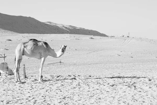 En Oman vacío cuarto de desierto un dromedario libre cerca del cielo —  Fotos de Stock