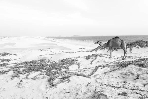 Em oman vazio quarto de deserto um dromedário livre perto do mar — Fotografia de Stock