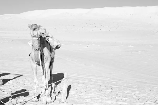 Umman boş dörtte çöl gökyüzüne yakın bir ücretsiz dromedary içinde — Stok fotoğraf