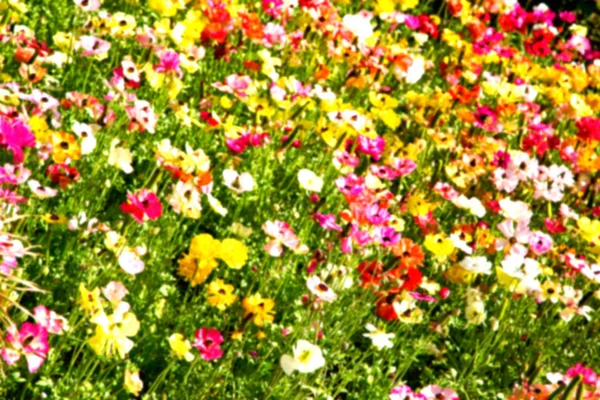 Les fleurs et le jardin — Photo