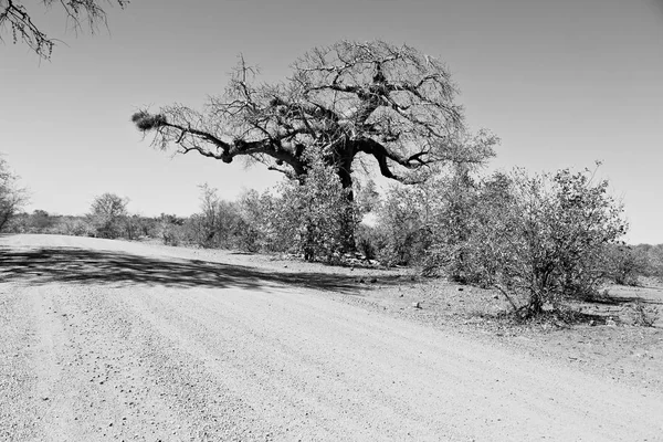 In Sudafrica strada e baobab — Foto Stock