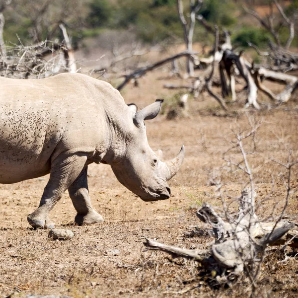 I Sydafrika viltreservat och noshörning — Stockfoto
