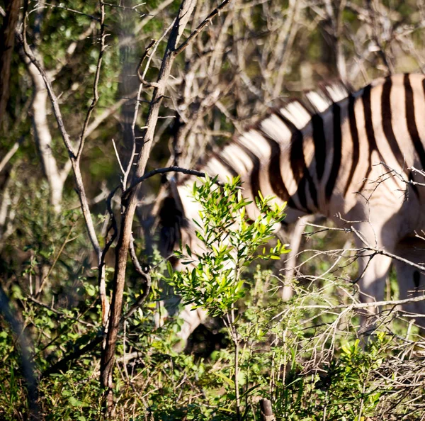 Na África do Sul reserva natural de vida selvagem e zebra — Fotografia de Stock